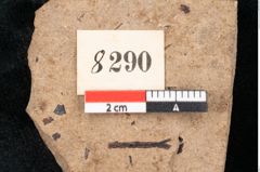 Foto (Detailansicht) von Araucaria sternbergii Goeppert (NHMW-GEO-2024-0188-8290)